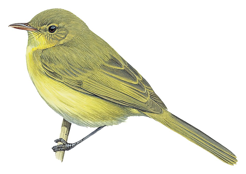 Mountain Yellow-Warbler / Iduna similis