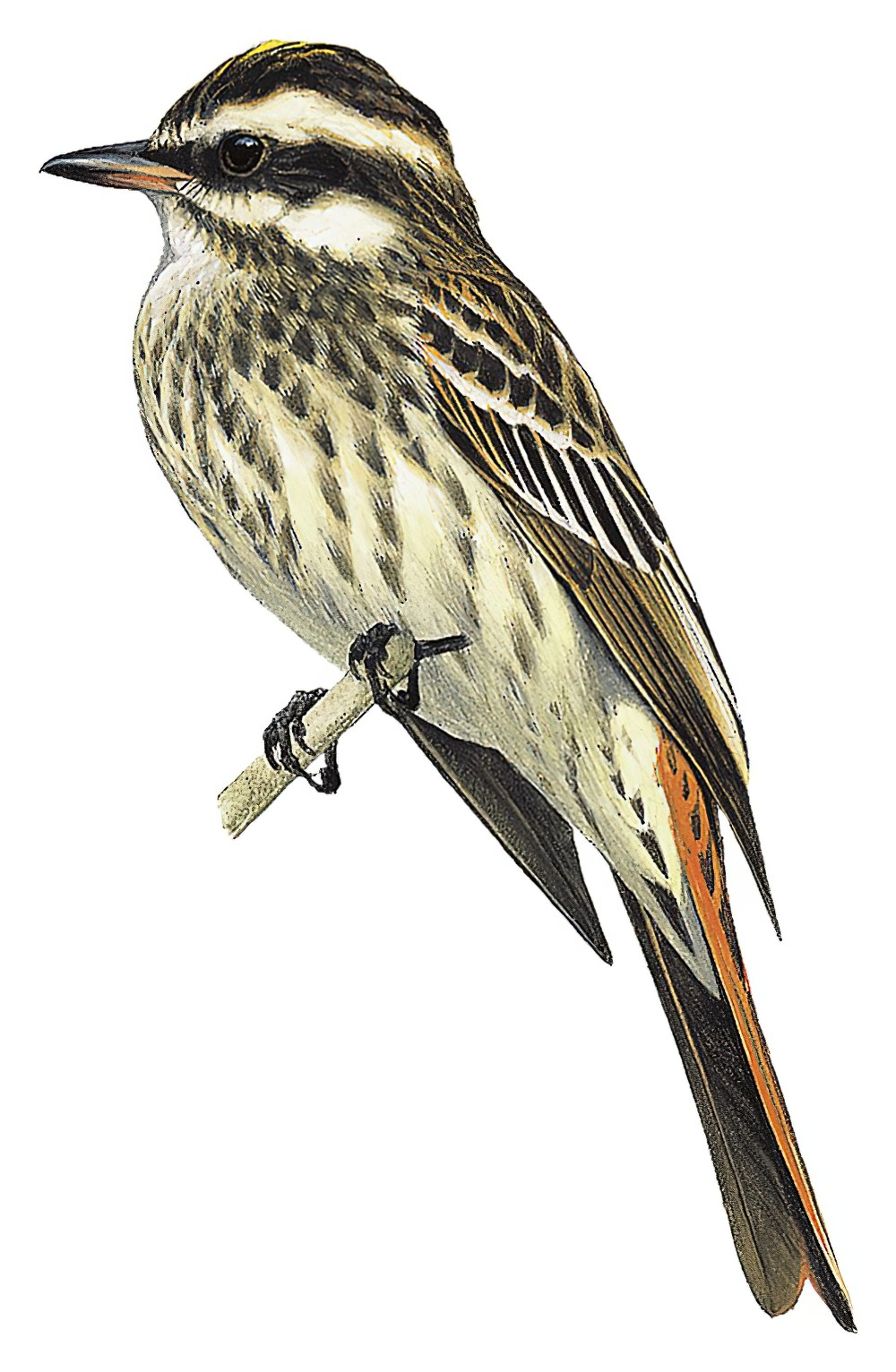 Variegated Flycatcher / Empidonomus varius