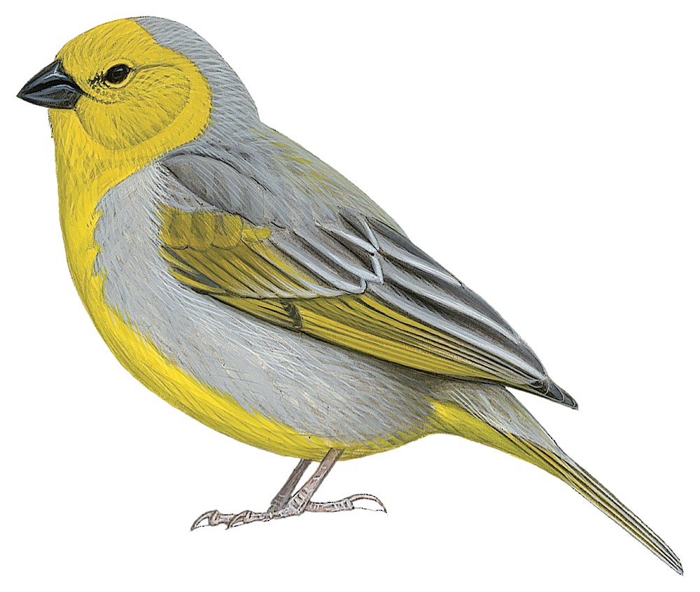 Citron-headed Yellow-Finch / Sicalis luteocephala