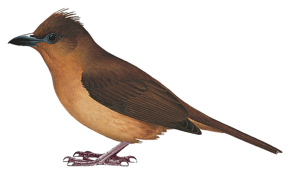 Piping Bellbird / Ornorectes cristatus