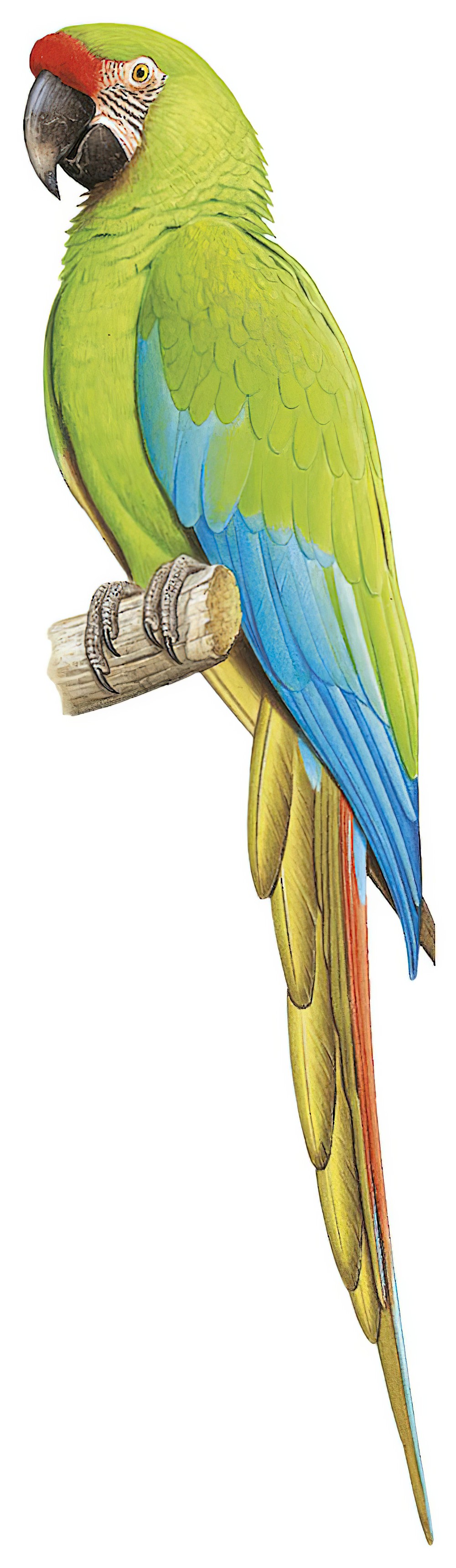 Great Green Macaw / Ara ambiguus