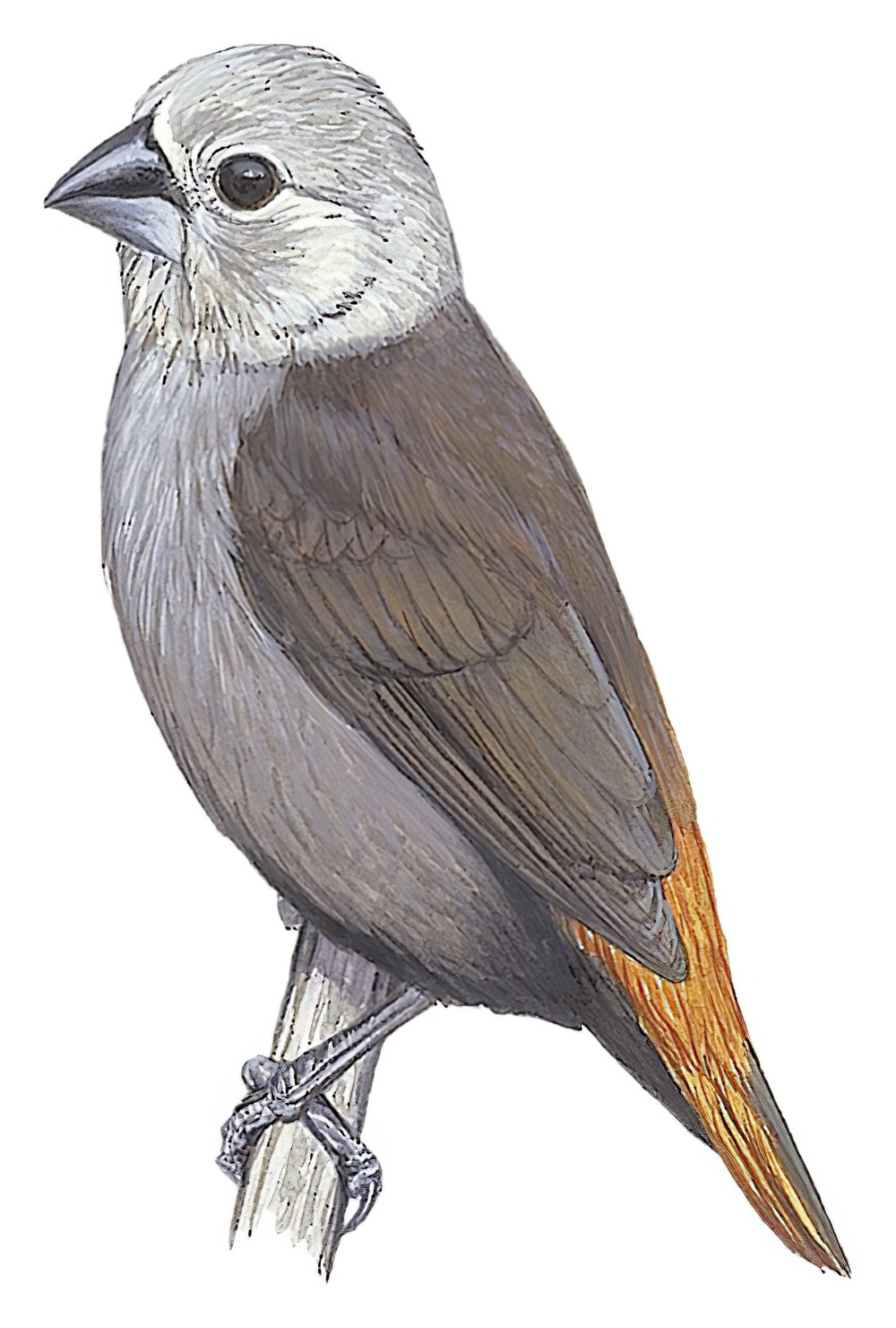 Gray-headed Munia / Lonchura caniceps
