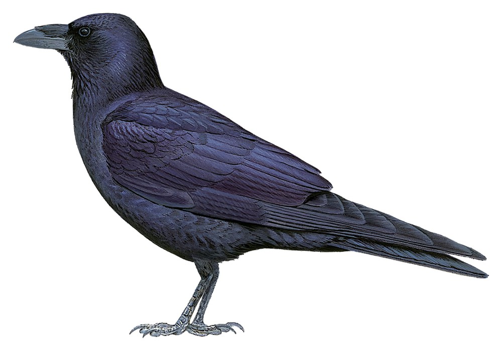 Chihuahuan Raven / Corvus cryptoleucus