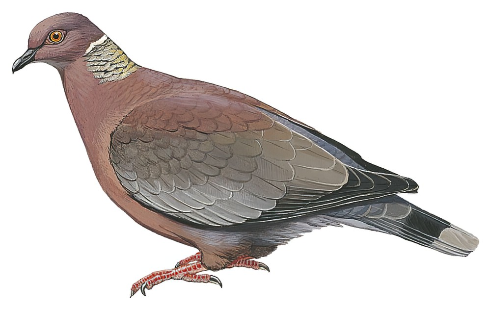 Chilean Pigeon / Patagioenas araucana
