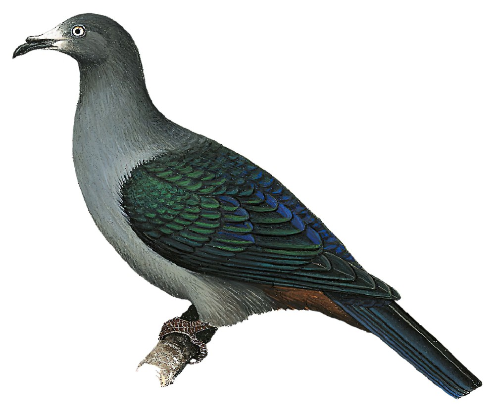 Marquesas Imperial-Pigeon / Ducula galeata