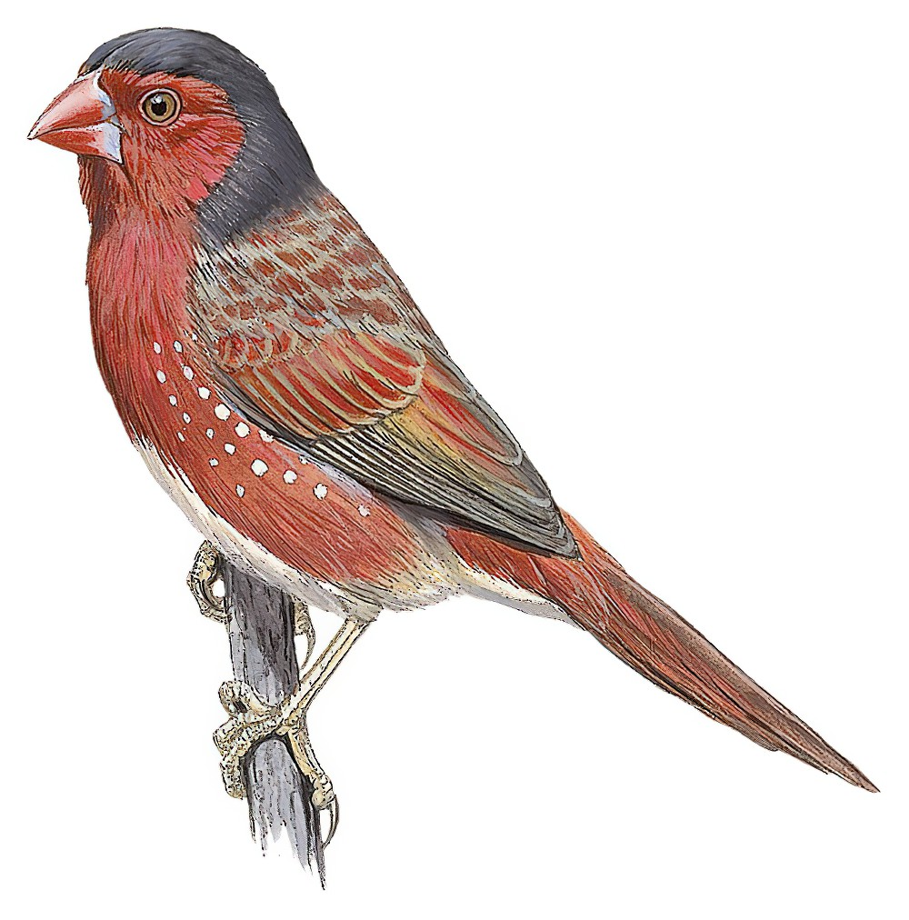 Crimson Finch / Neochmia phaeton