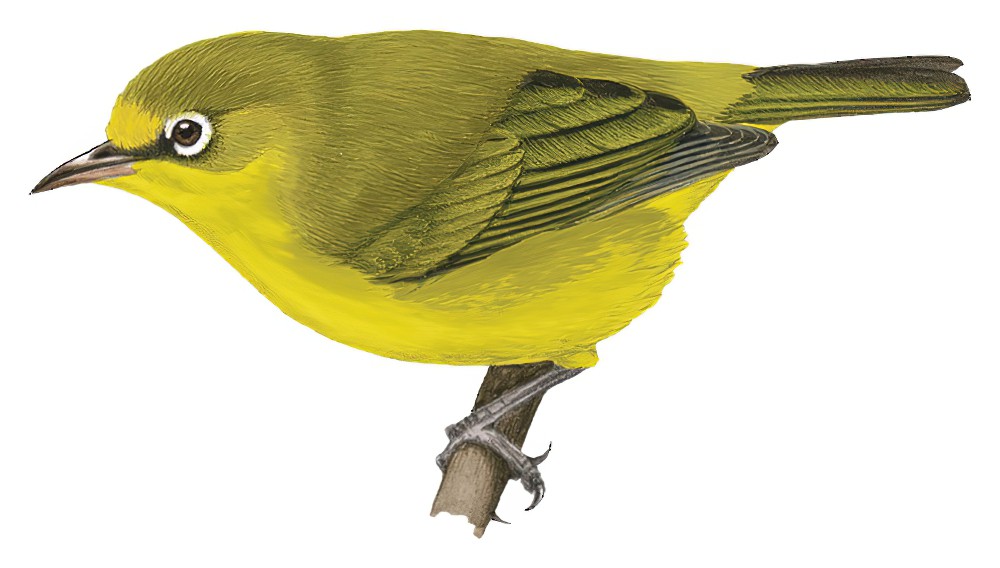 Yellow-fronted White-eye / Zosterops flavifrons