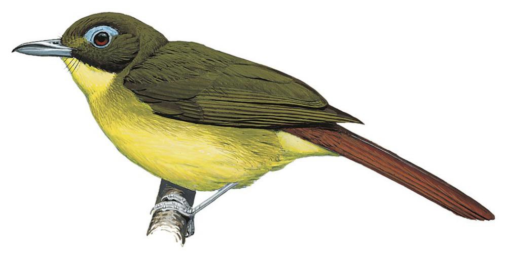 Red-tailed Bristlebill / Bleda syndactylus