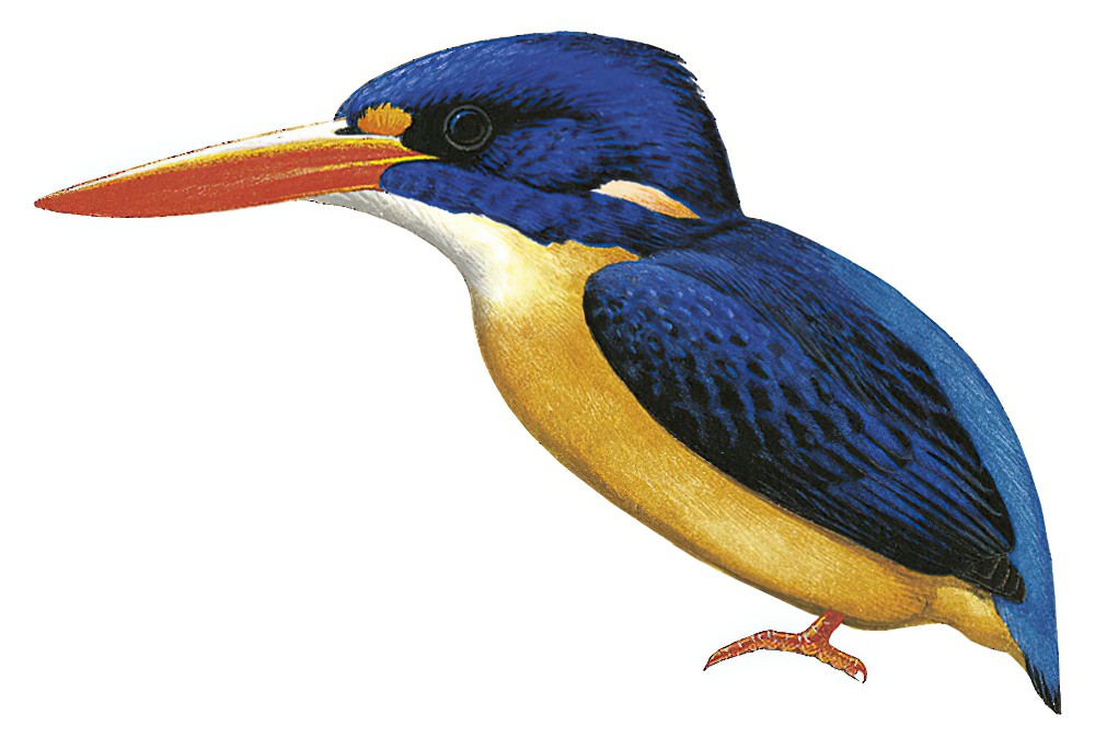New Georgia Dwarf-Kingfisher / Ceyx collectoris