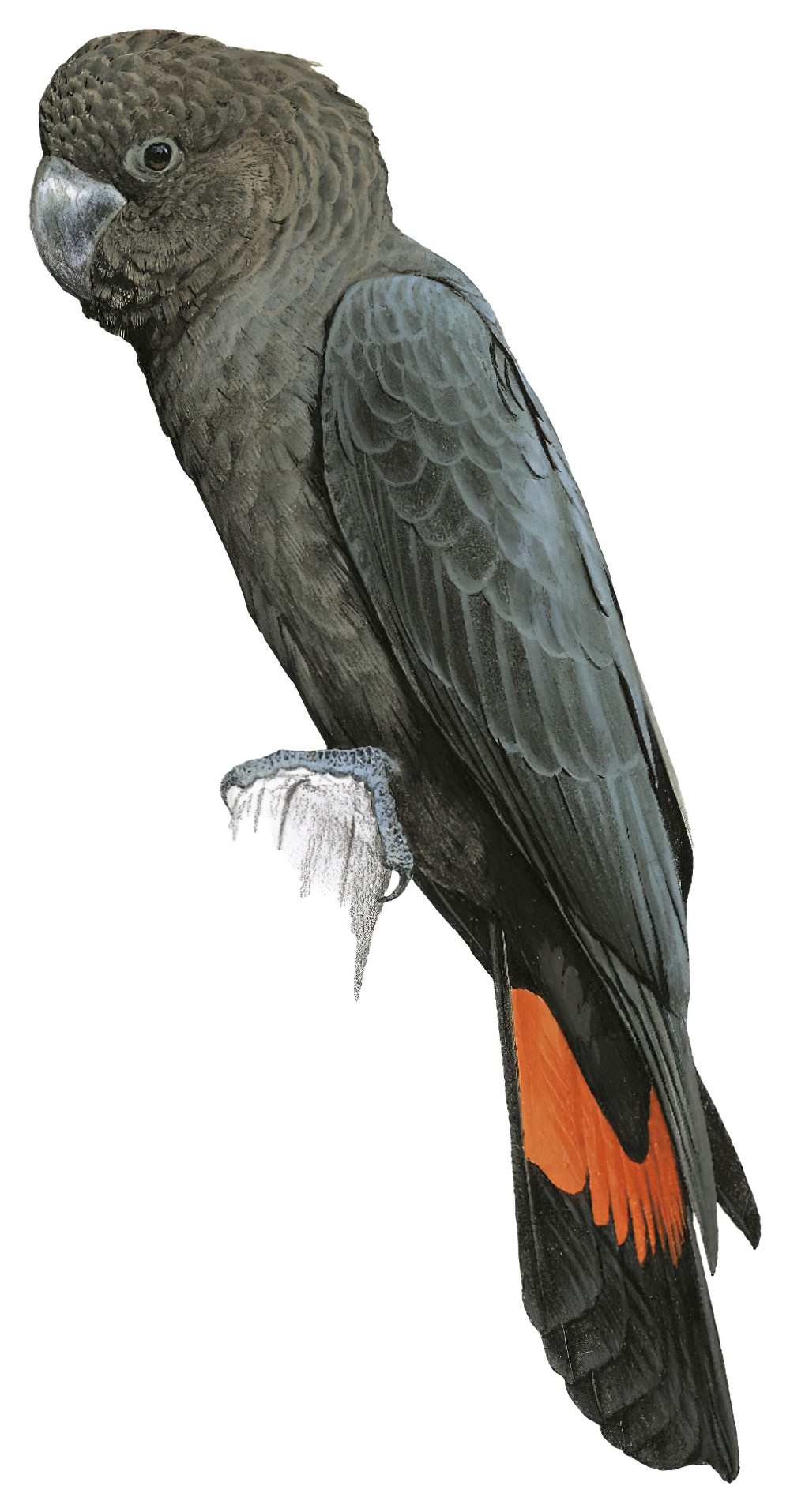 Glossy Black-Cockatoo / Calyptorhynchus lathami
