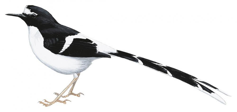 Black-backed Forktail / Enicurus immaculatus