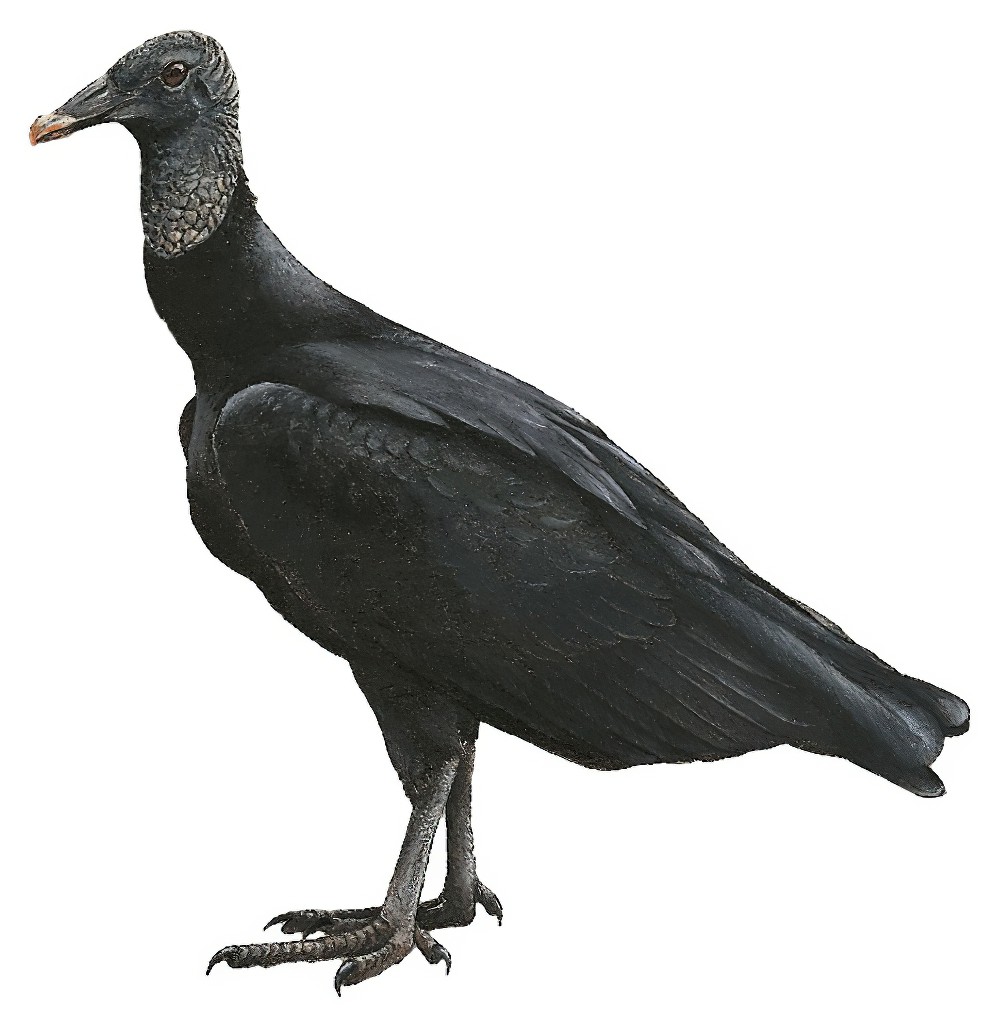 Black Vulture / Coragyps atratus