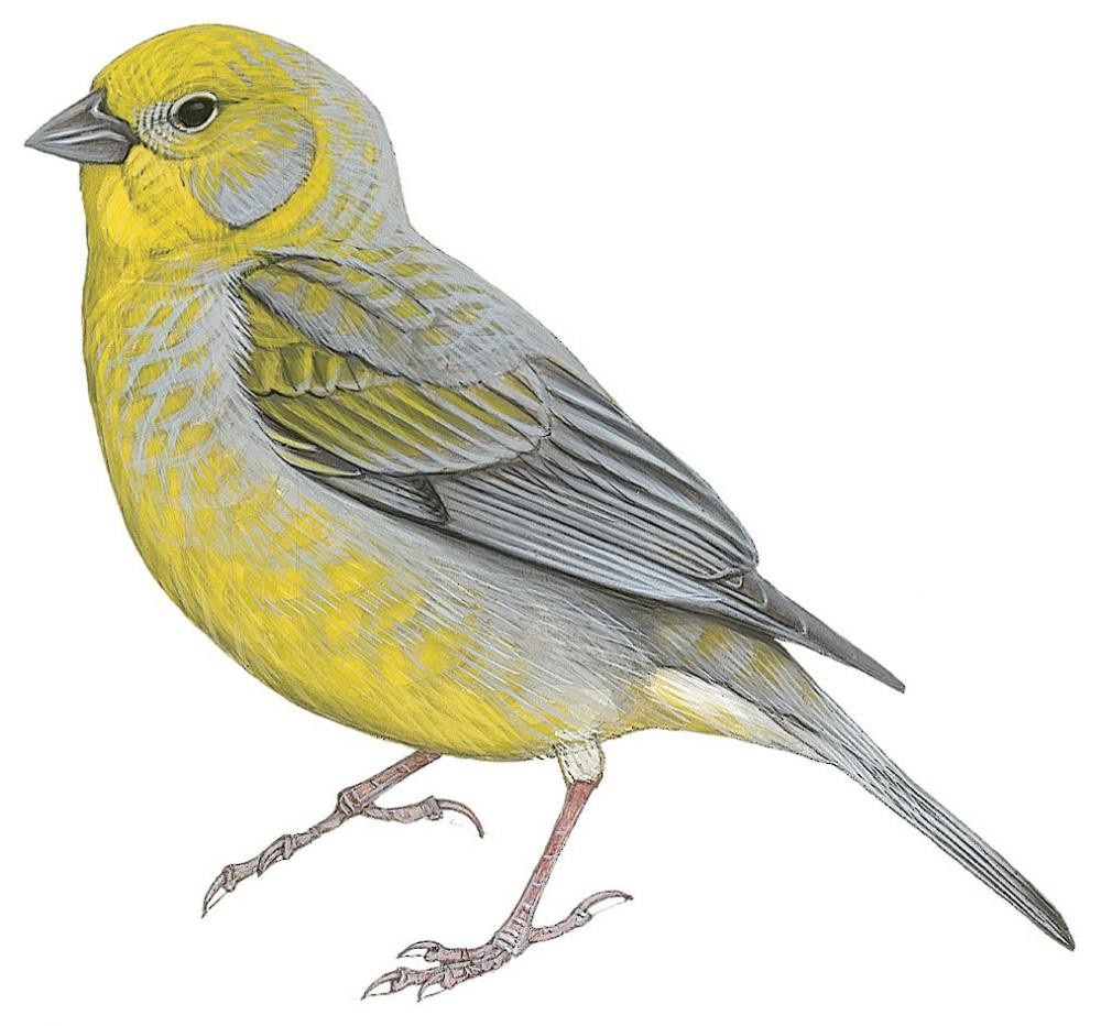 Patagonian Yellow-Finch / Sicalis lebruni