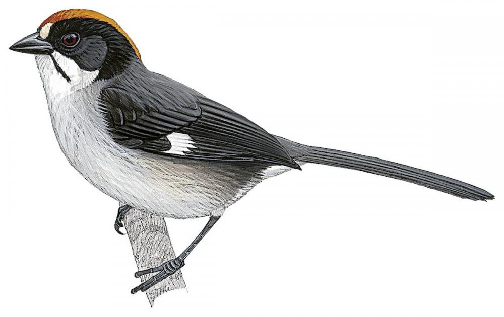 White-winged Brushfinch / Atlapetes leucopterus