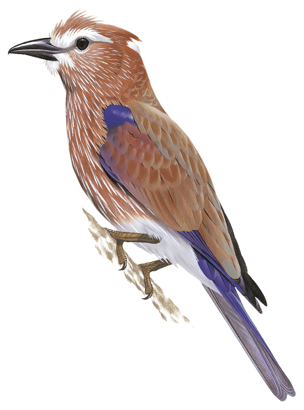 Rufous-crowned Roller / Coracias naevius