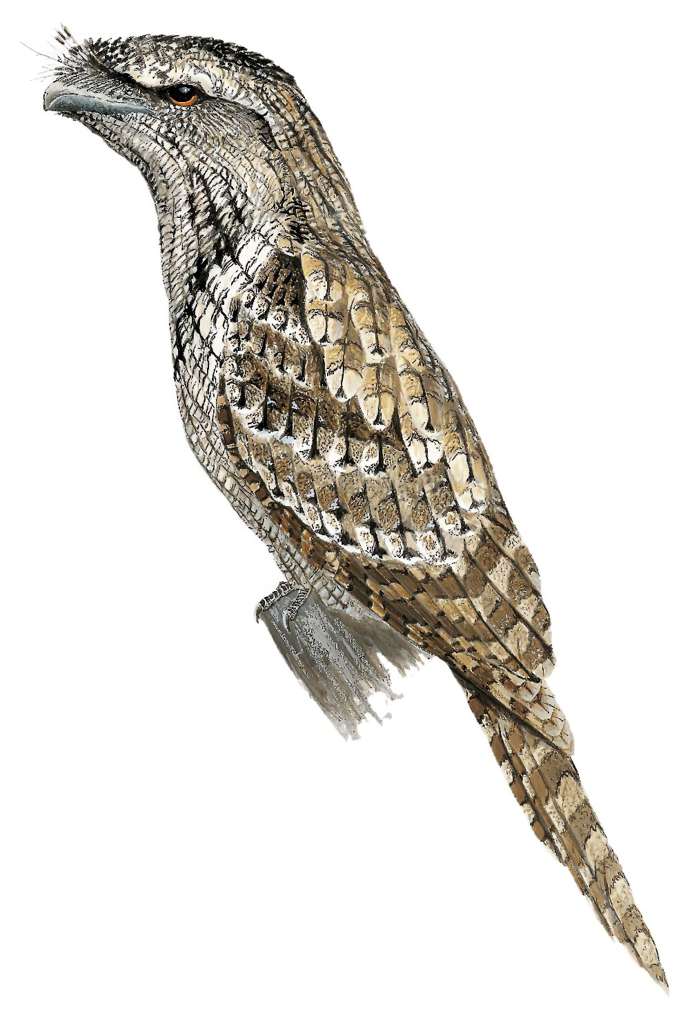 Marbled Frogmouth / Podargus ocellatus
