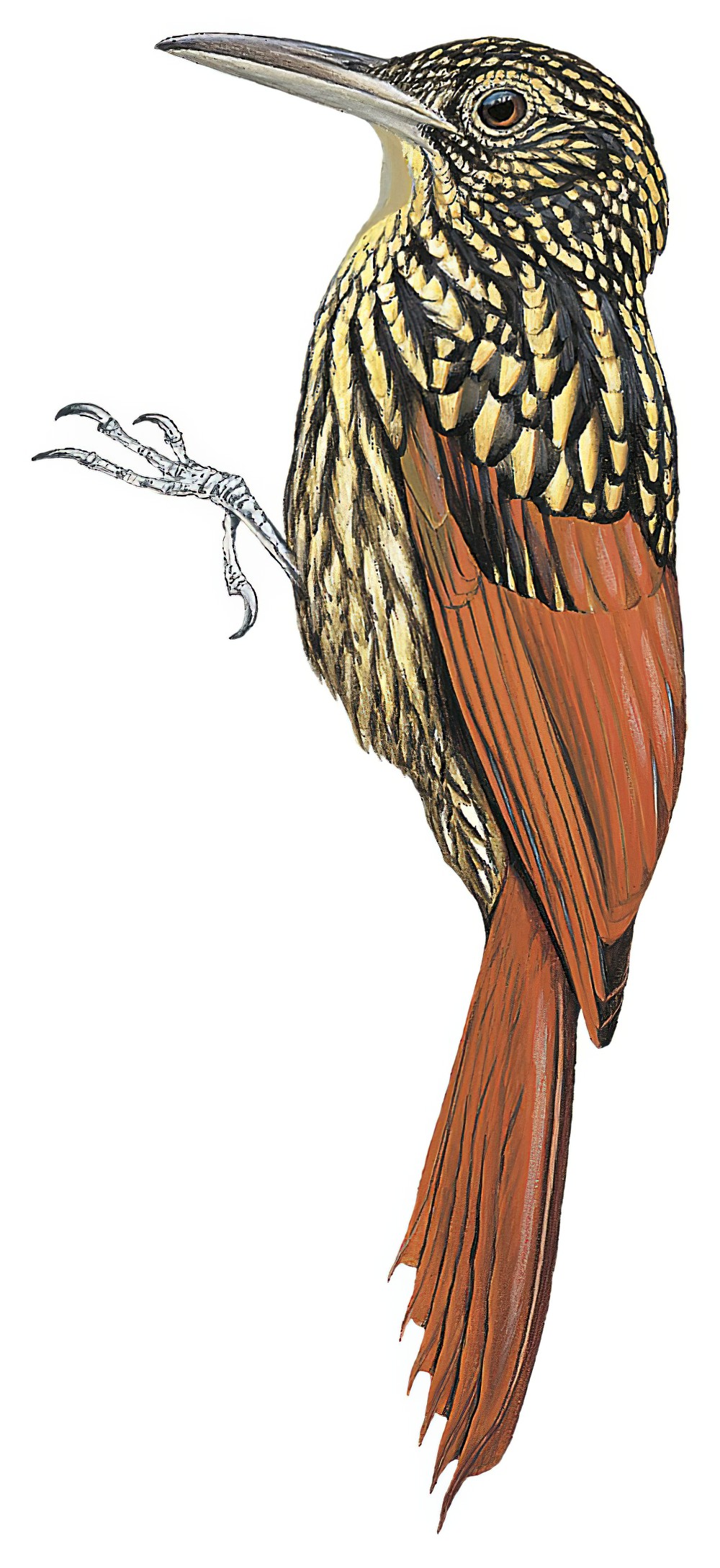 Black-striped Woodcreeper / Xiphorhynchus lachrymosus