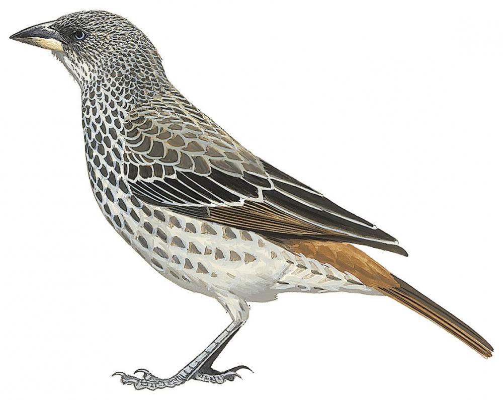 Rufous-tailed Weaver / Histurgops ruficauda