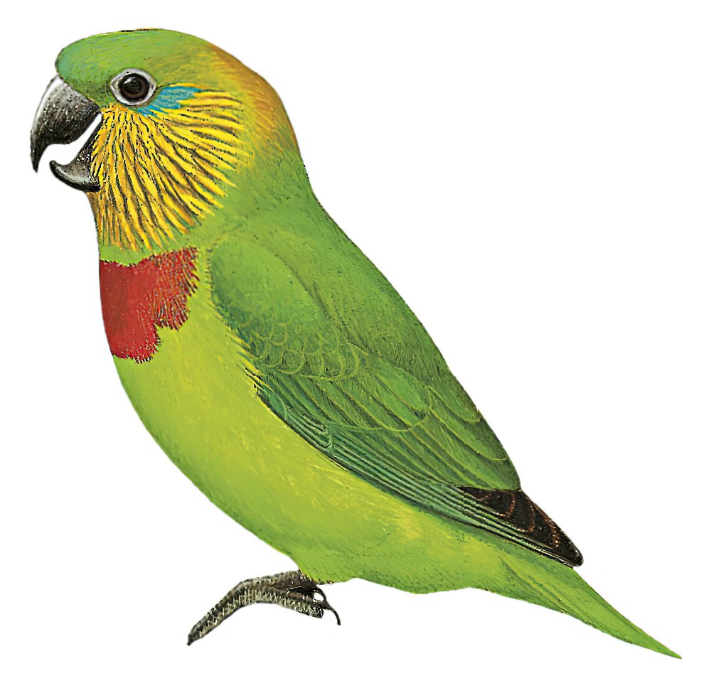 Salvadori\'s Fig-Parrot / Psittaculirostris salvadorii
