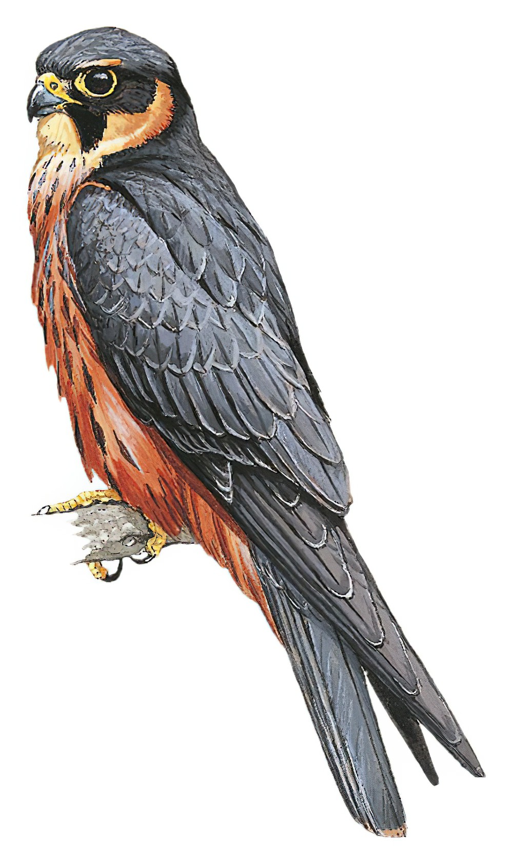 African Hobby / Falco cuvierii