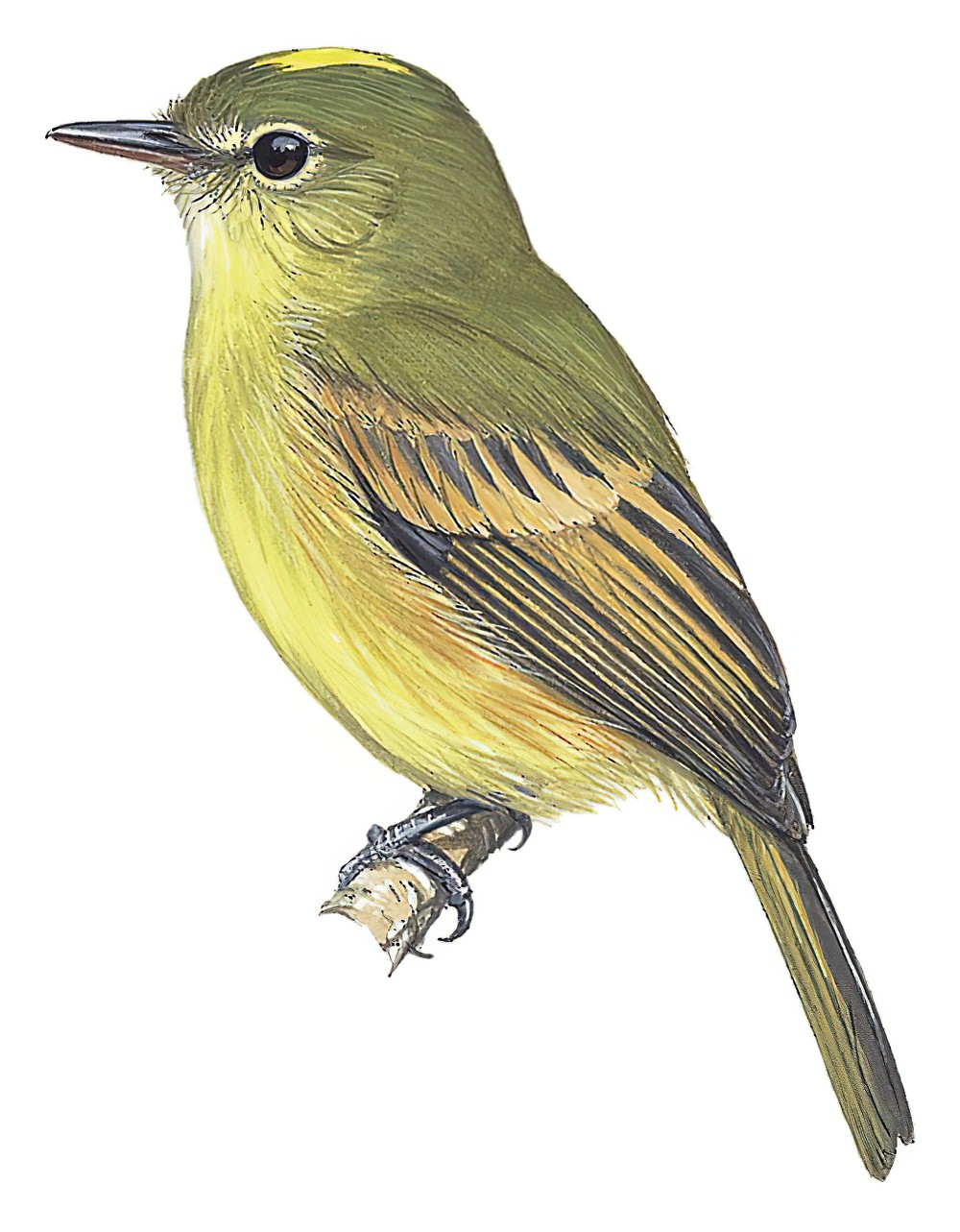 Flavescent Flycatcher / Myiophobus flavicans