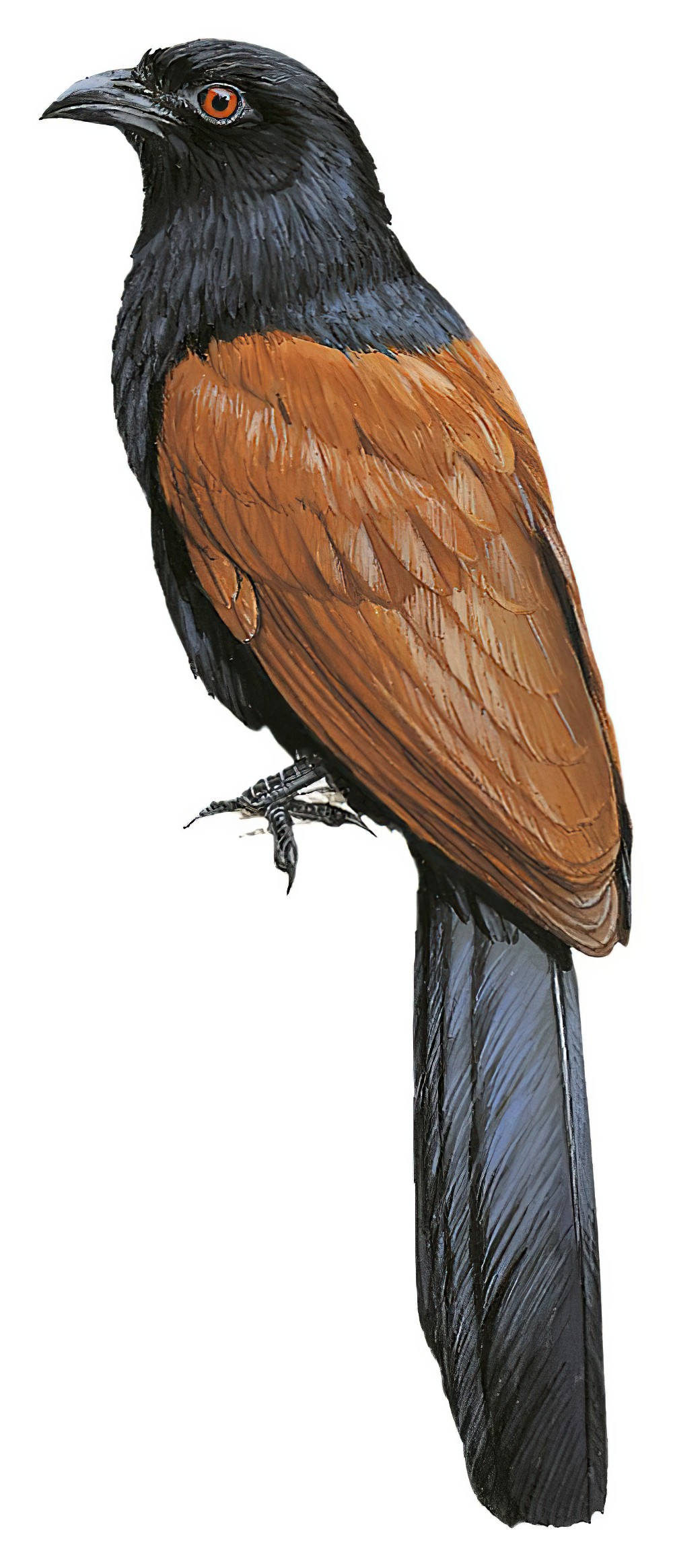 Short-toed Coucal / Centropus rectunguis