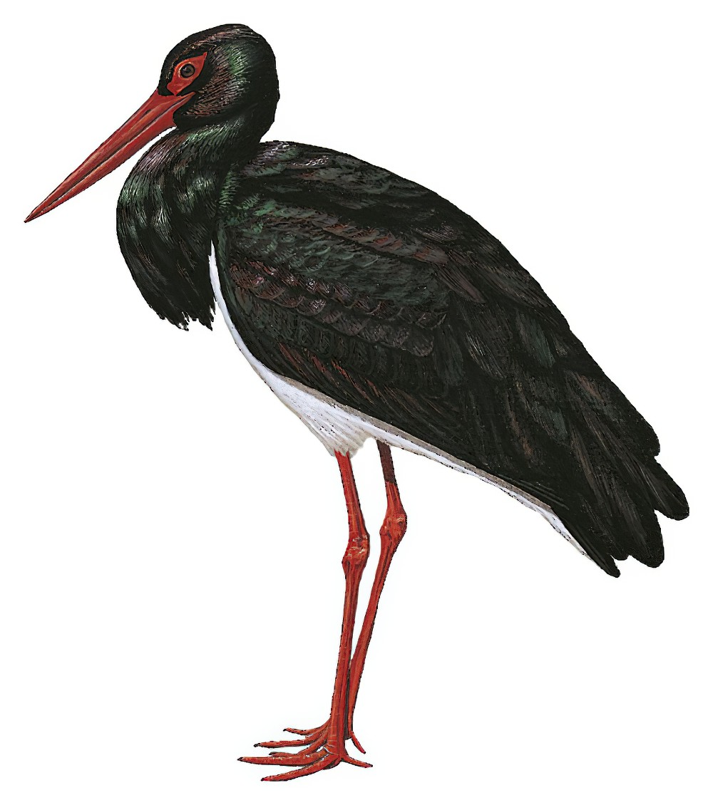 Black Stork / Ciconia nigra