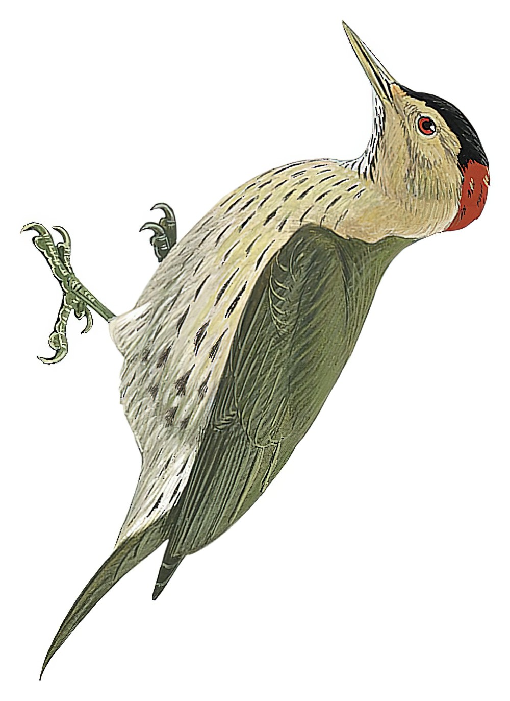 Elliot\'s Woodpecker / Chloropicus elliotii
