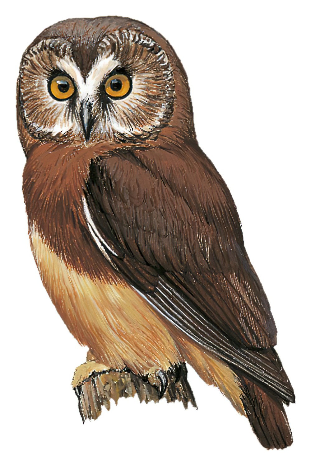 Unspotted Saw-whet Owl / Aegolius ridgwayi