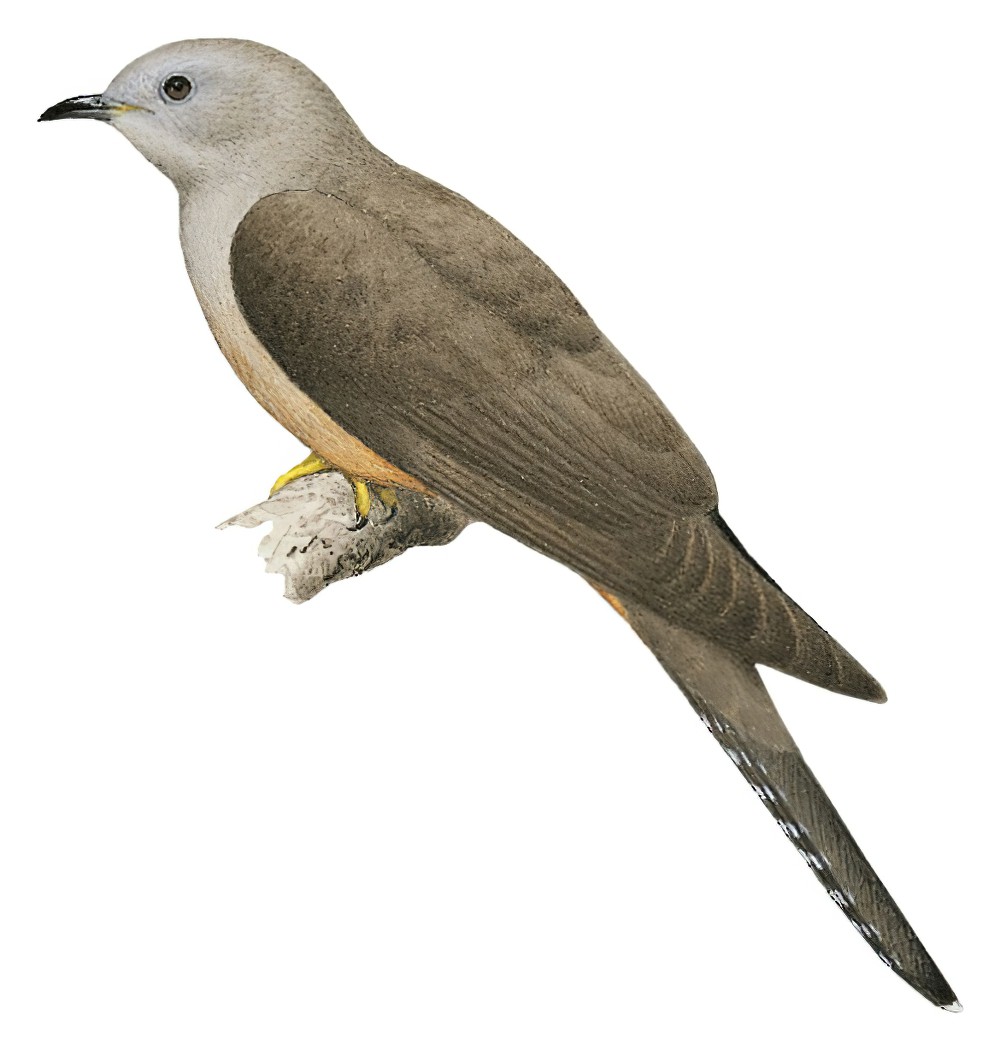 Brush Cuckoo / Cacomantis variolosus
