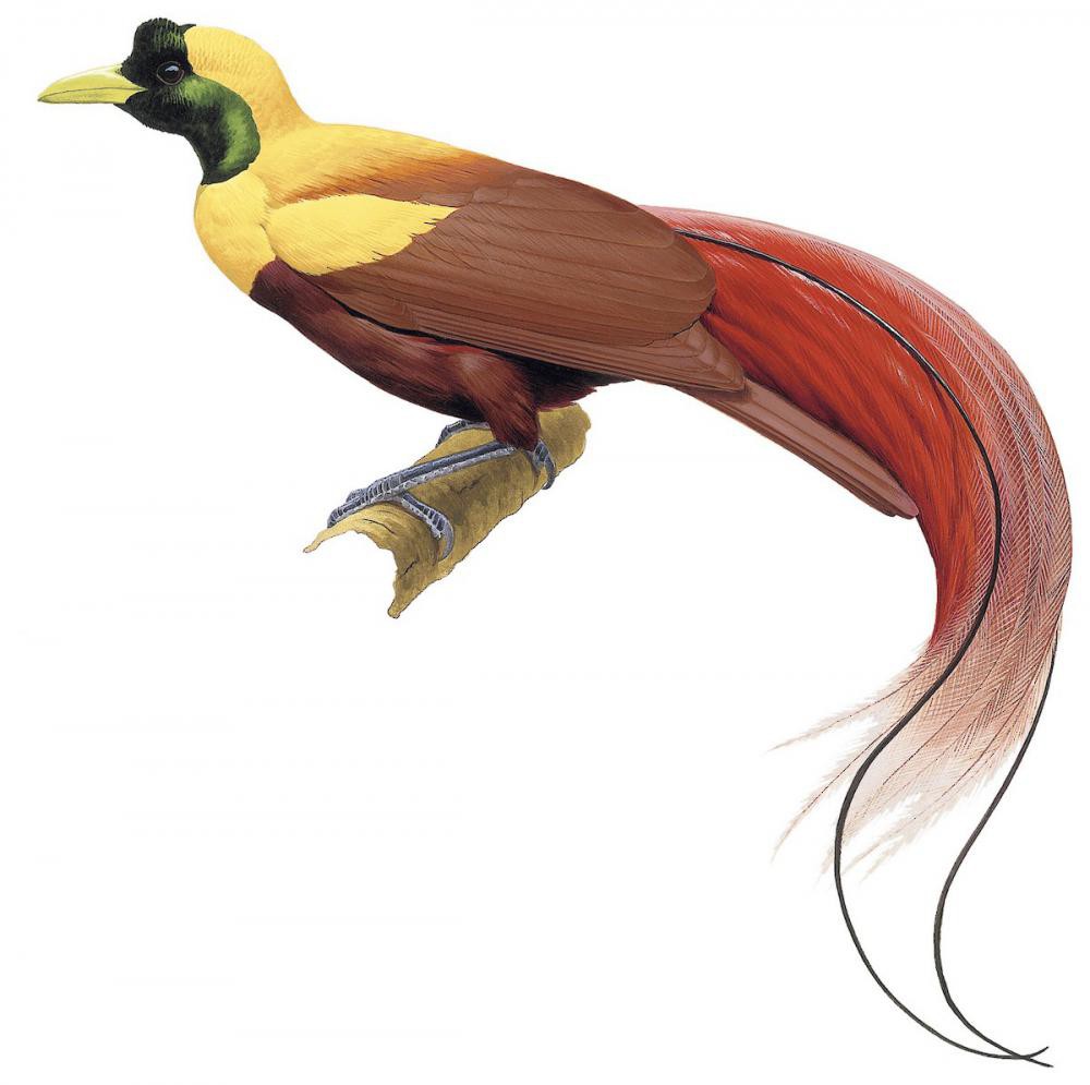 Red Bird-of-Paradise / Paradisaea rubra