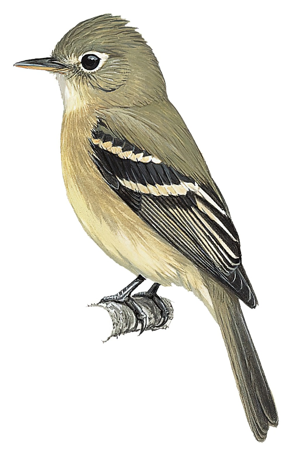 Cordilleran Flycatcher / Empidonax occidentalis