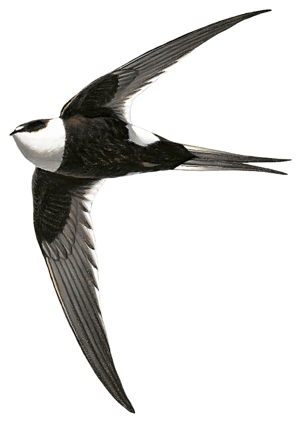 Great Swallow-tailed Swift / Panyptila sanctihieronymi