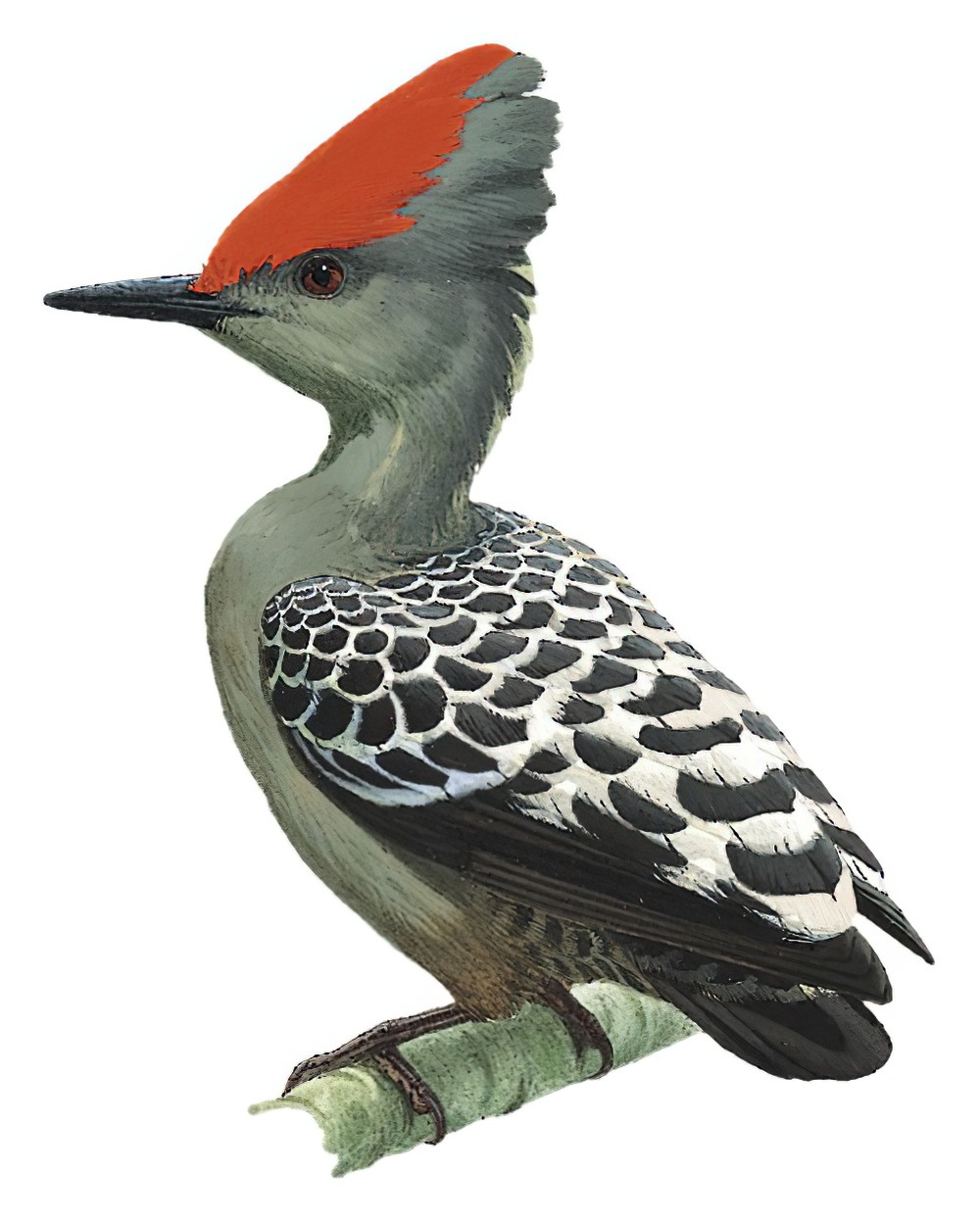 Gray-and-buff Woodpecker / Hemicircus concretus