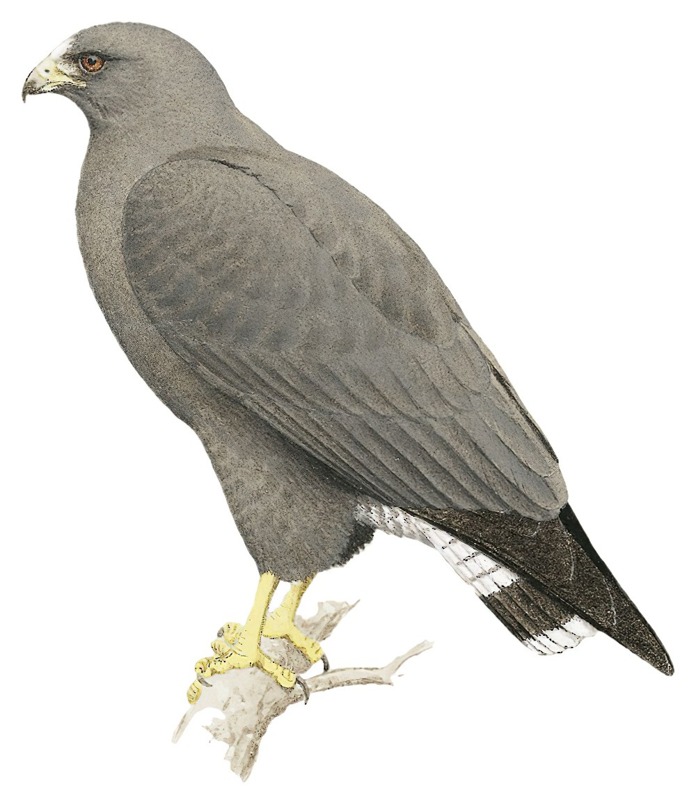White-tailed Hawk / Geranoaetus albicaudatus