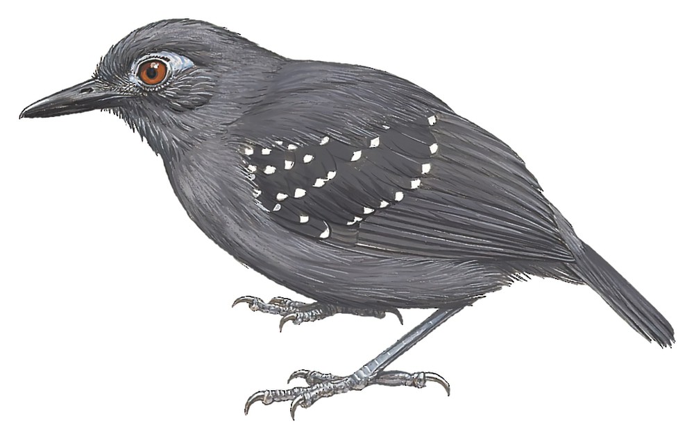 Plumbeous Antbird / Myrmelastes hyperythrus