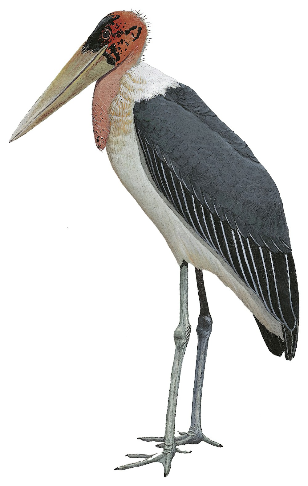 Marabou Stork / Leptoptilos crumenifer