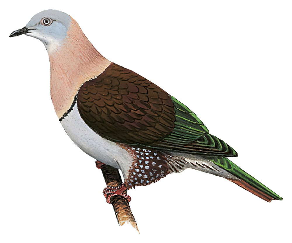 Zoe\'s Imperial-Pigeon / Ducula zoeae