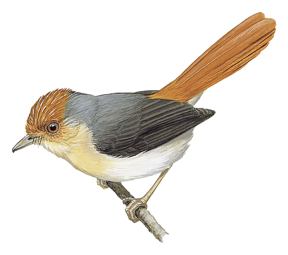 Chestnut-capped Flycatcher / Erythrocercus mccallii