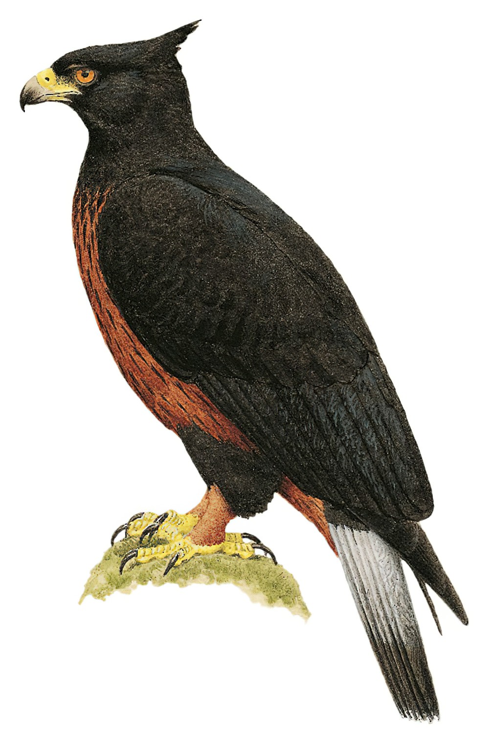 Black-and-chestnut Eagle / Spizaetus isidori