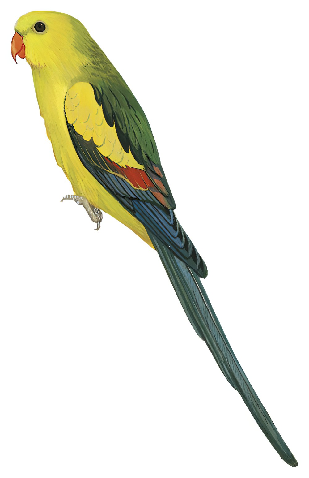 Regent Parrot / Polytelis anthopeplus