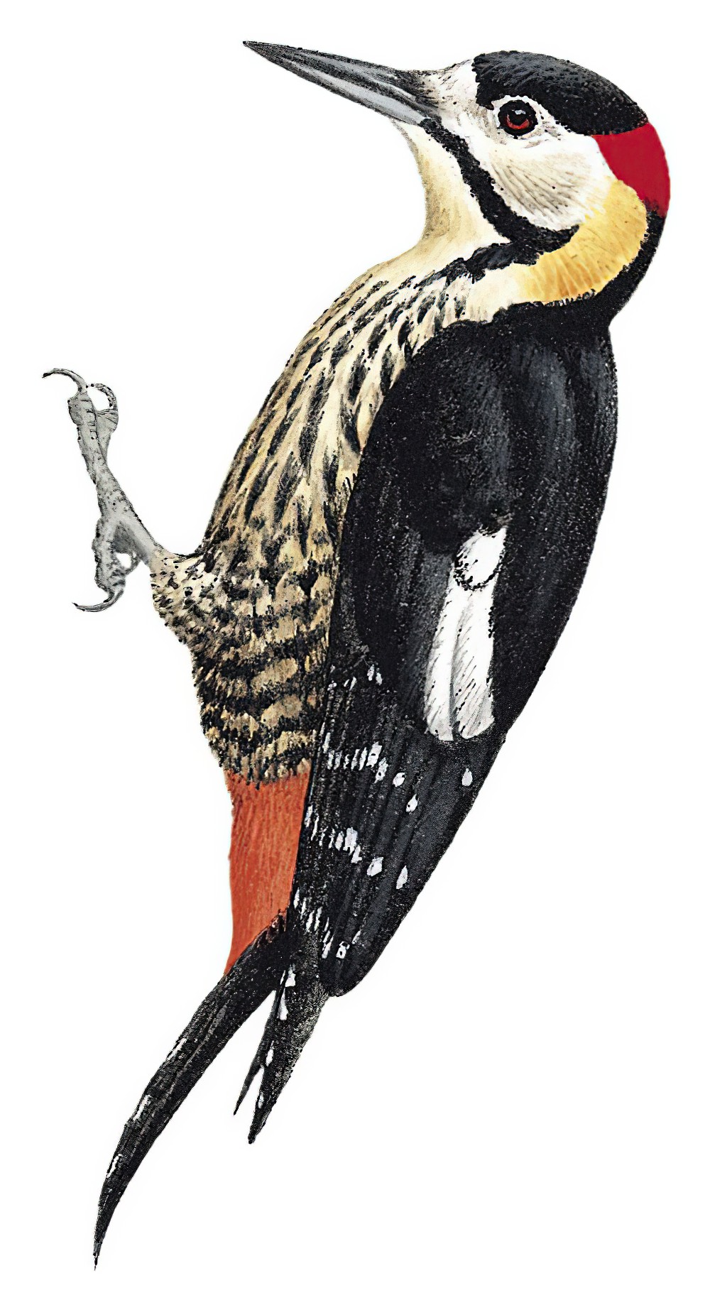 Darjeeling Woodpecker / Dendrocopos darjellensis