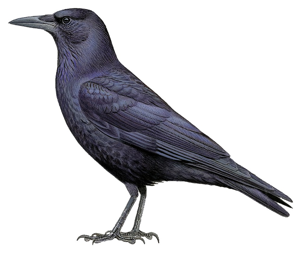 Cape Crow / Corvus capensis
