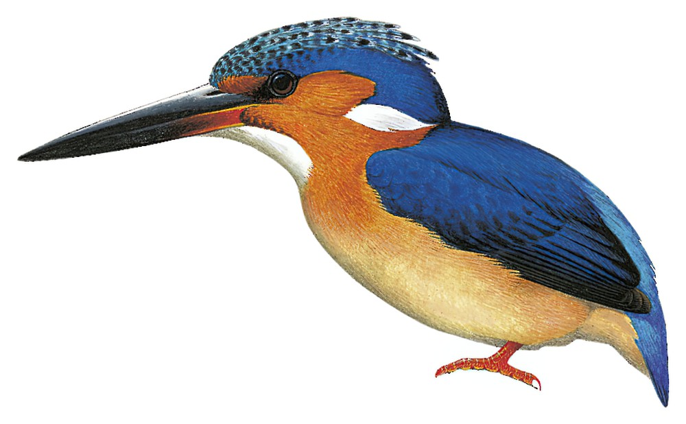 Malagasy Kingfisher / Corythornis vintsioides