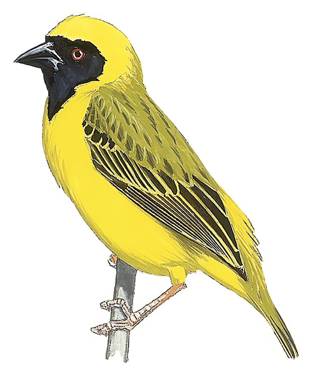Southern Masked-Weaver / Ploceus velatus