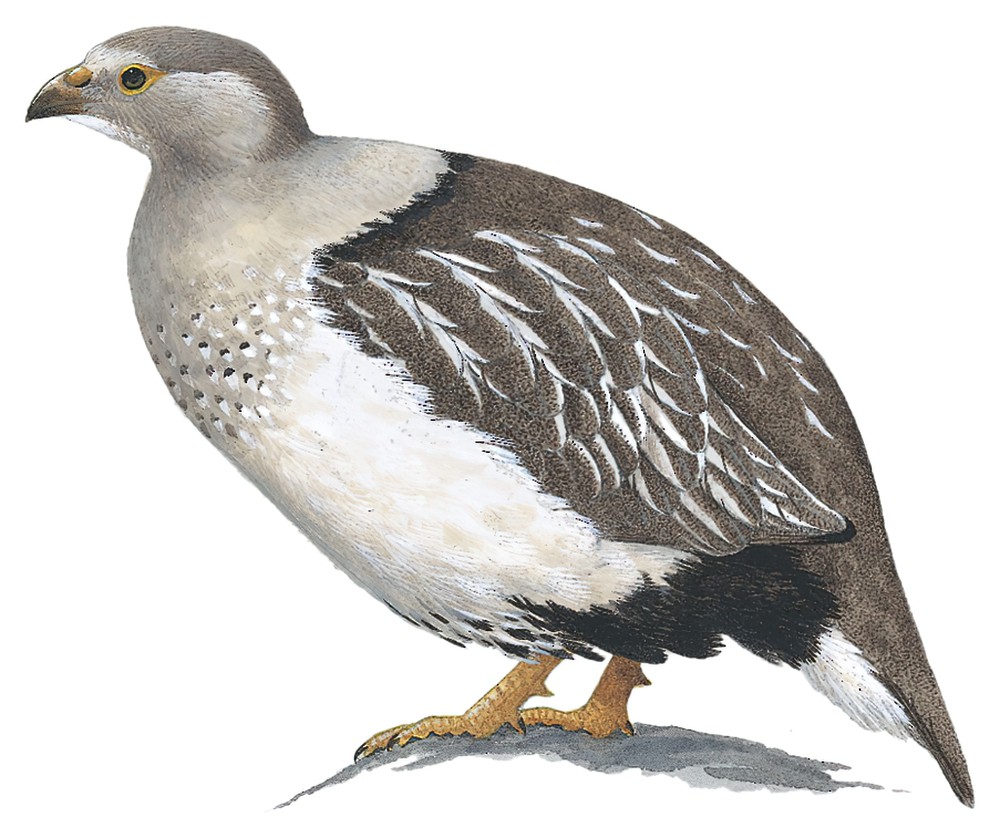 Altai Snowcock / Tetraogallus altaicus