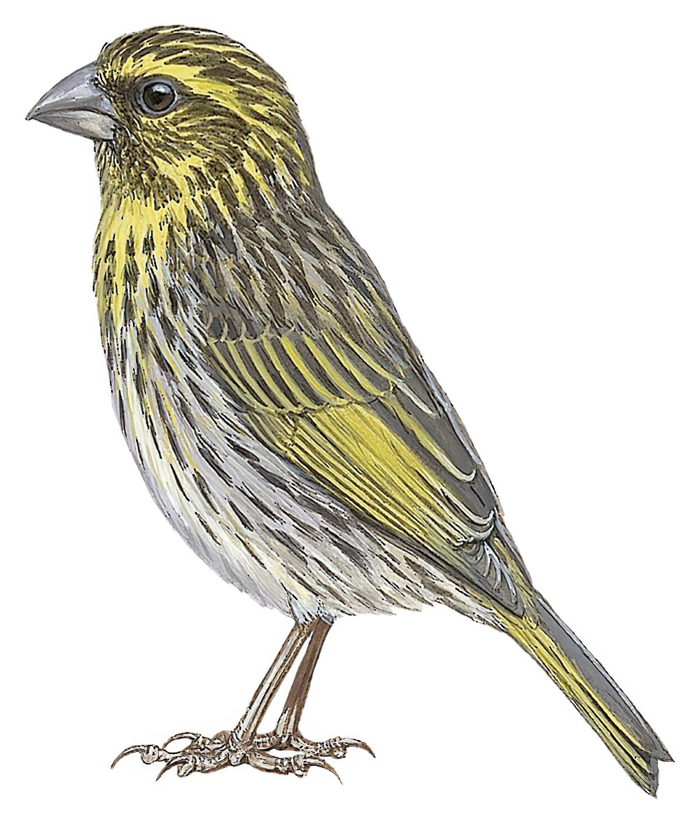 Yellow-browed Seedeater / Crithagra whytii