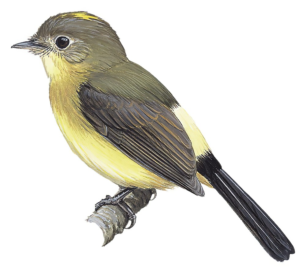 Black-tailed Flycatcher / Myiobius atricaudus