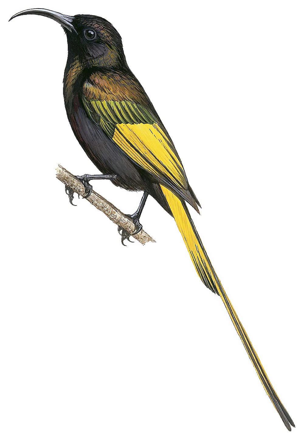 Golden-winged Sunbird / Drepanorhynchus reichenowi