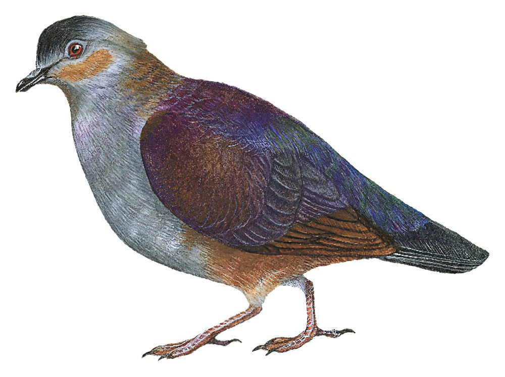 Crested Quail-Dove / Geotrygon versicolor